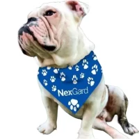 Bandana Personalizada Pet